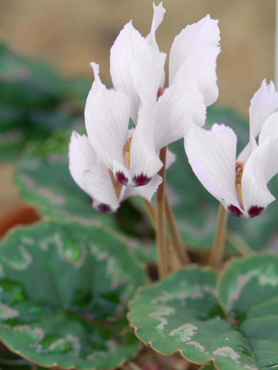 Cyclamen mirabile album (dutch grown)