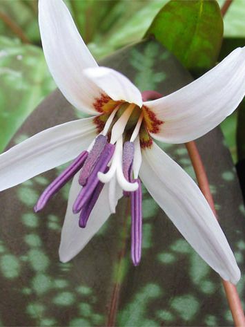 Erythronium d.c. snowflake