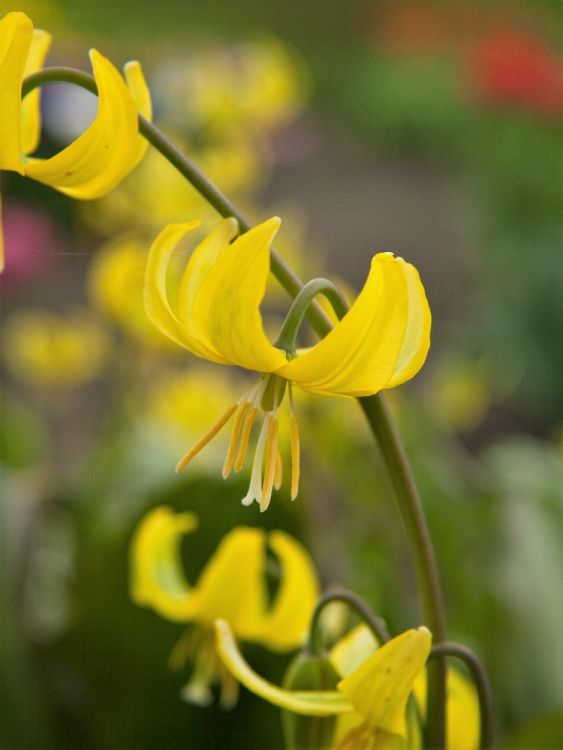 Erythronium pagoda