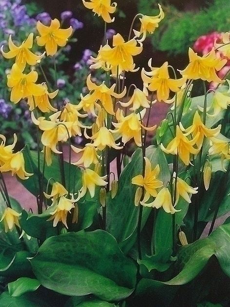 Erythronium pagoda