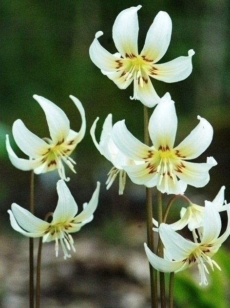 Erythronium white beauty