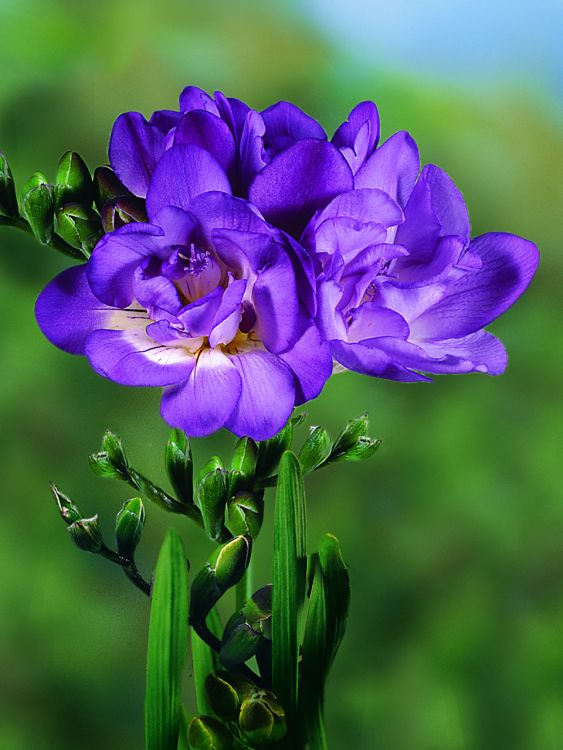 Freesia double bleu