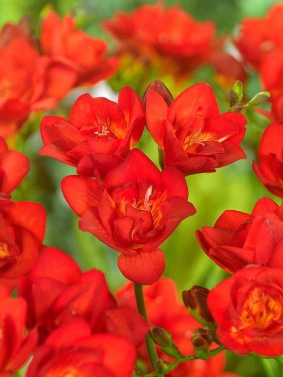 Freesia dubbel rood