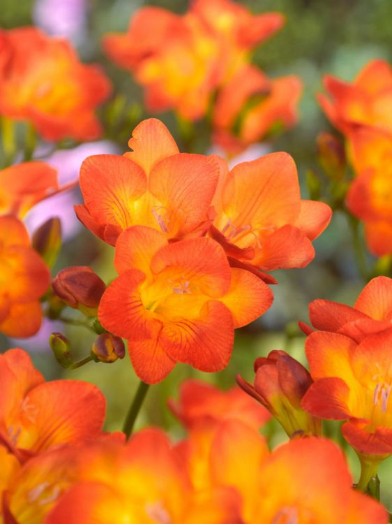 Freesia orange simple