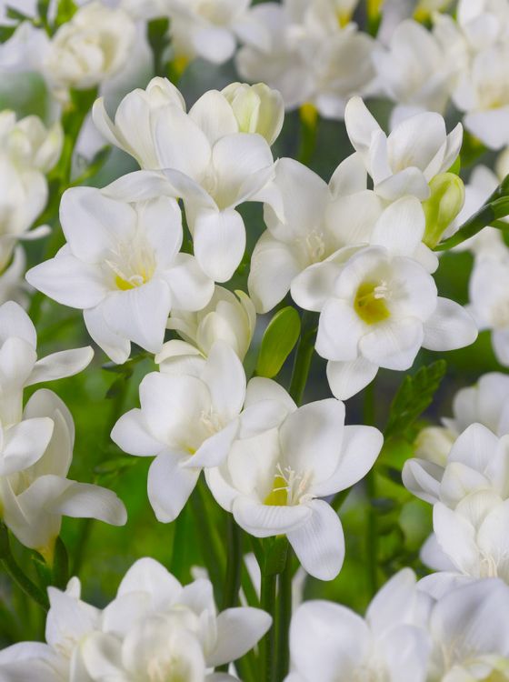 Freesia white single