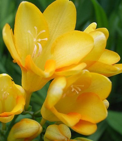 Freesia yellow single