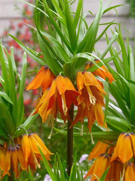 Fritillaria aurora imperialis