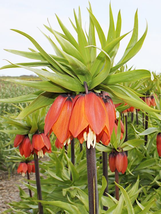 Fritillaria orange brilliant imperialis