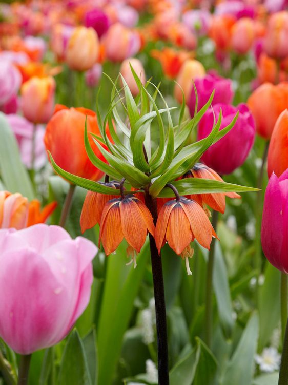 Fritillaria rubra imperialis