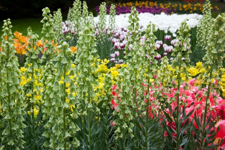 Fritillaria ivory bells persica