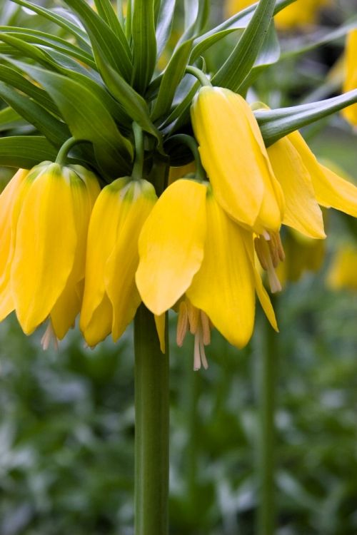 Fritillaria lutea imperialis