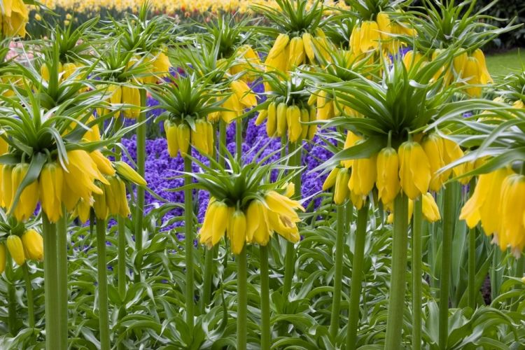 Fritillaria lutea imperialis