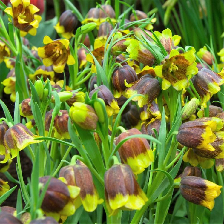 Fritillaria michailovskyi