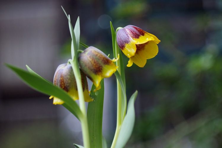 Fritillaria michailovskyi