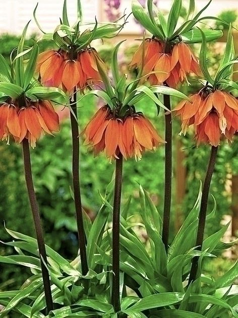 Fritillaria orange beauty imperialis