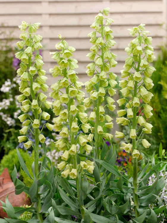 Fritillaria ivory bells persica