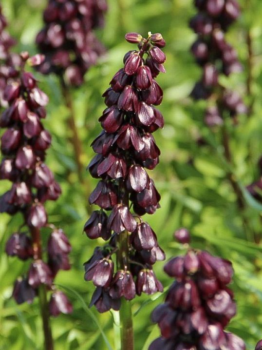 Fritillaria purple dynamite persica