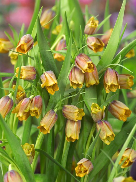 Fritillaria uva vulpis