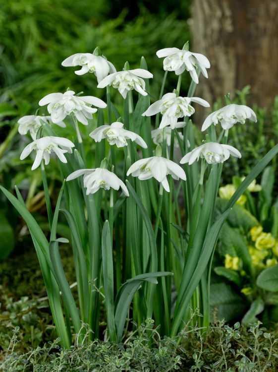 Galanthus nivalis flore pleno