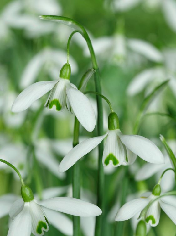 Galanthus nivalis a fleurs simples