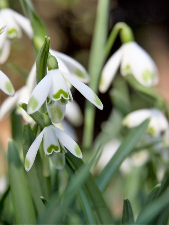 Galanthus nivalis enkelbloemig