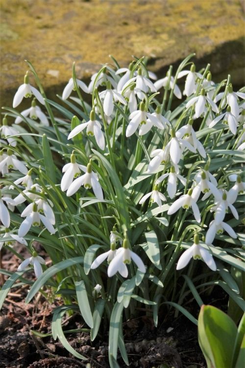 Galanthus nivalis a fleurs simples