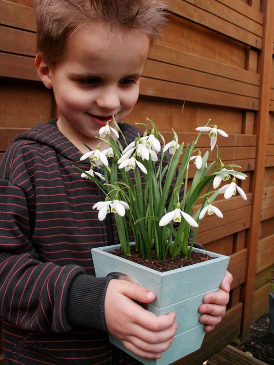 Galanthus nivalis enkelbloemig