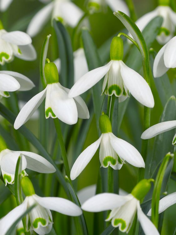 Galanthus nivalis single flowering