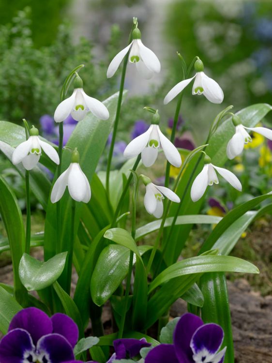 Galanthus woronowii