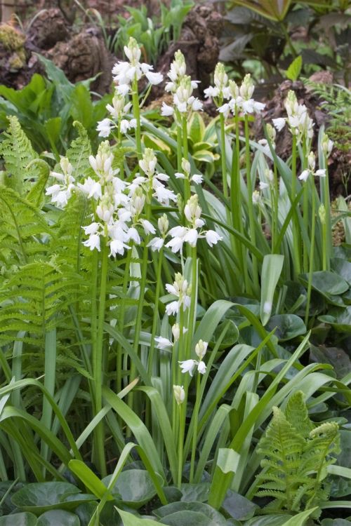 Hyacinthoides hispanica weiss