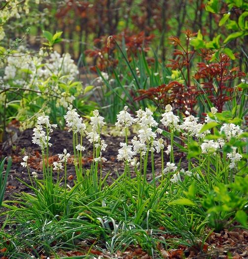 Hyacinthoides white hispanica