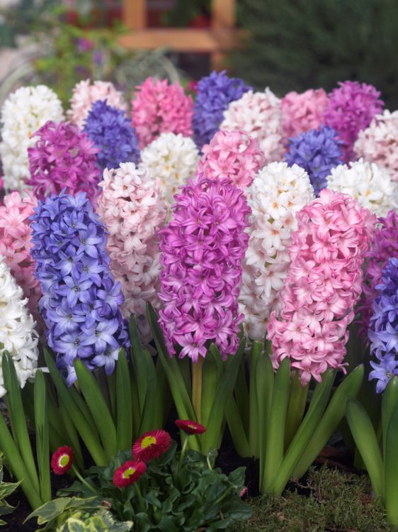 Hyacinths mixed