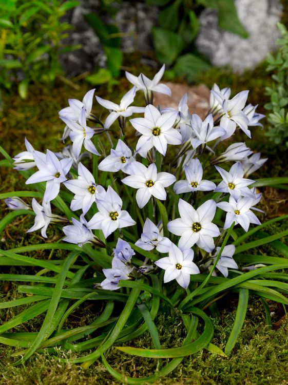 Ipheion uniflorum wisley blue