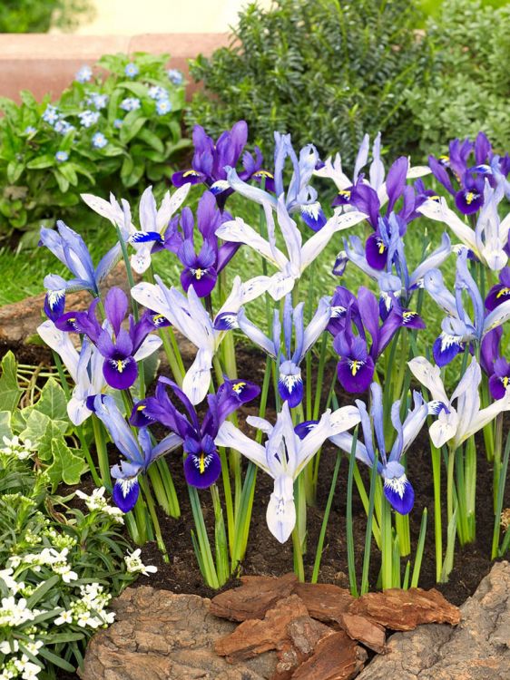 Iris reticulata gemengd