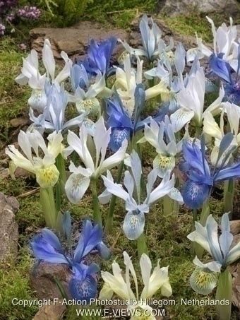 Iris reticulata melange