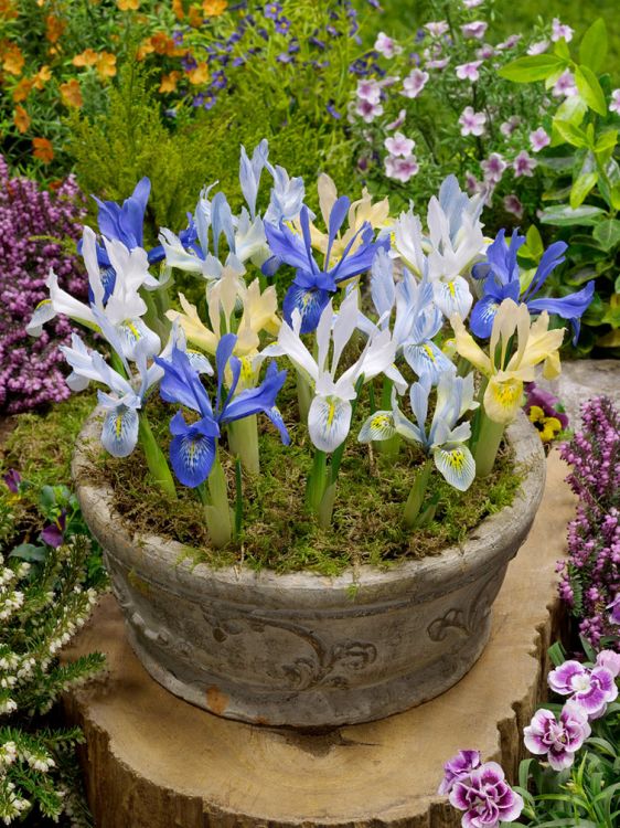 Iris reticulata mixed