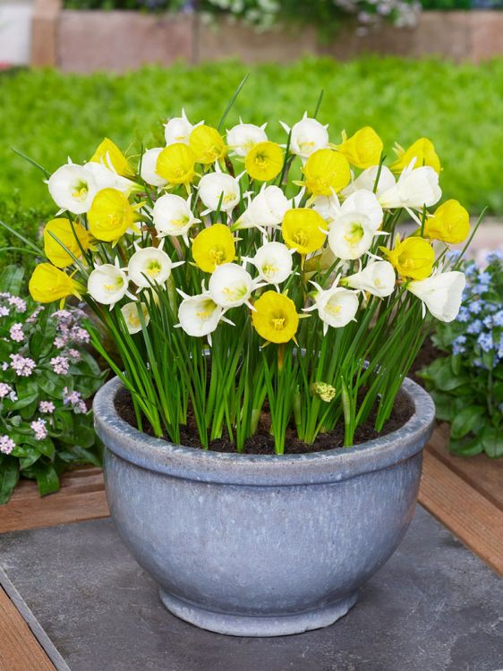 Bulbocodium white petticoat