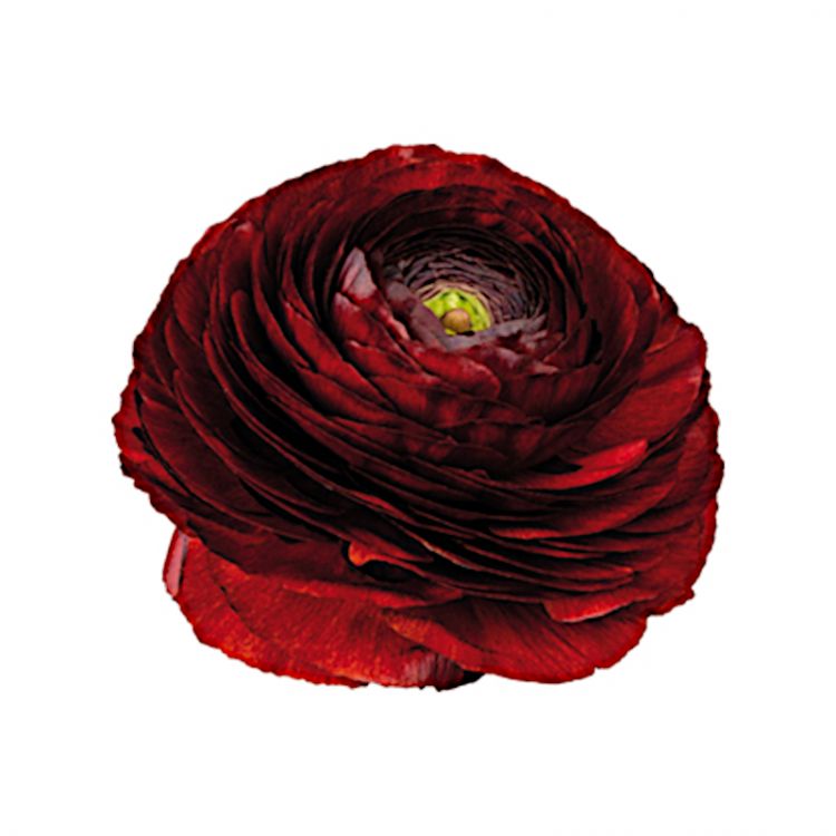 Ranunculus elegance cioccolato