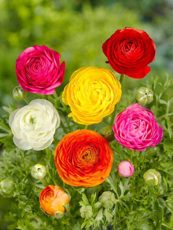 Ranunculus mixed