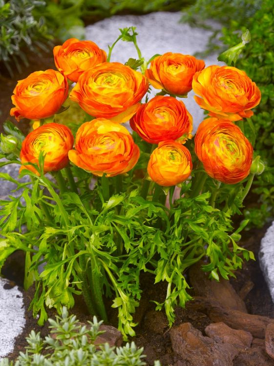 Ranunculus orange