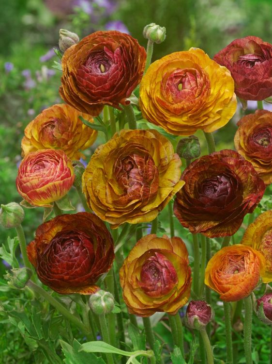 Ranunculus picotee café