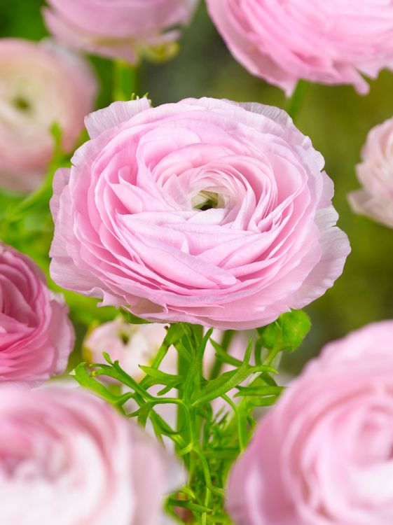 Ranunculus pink