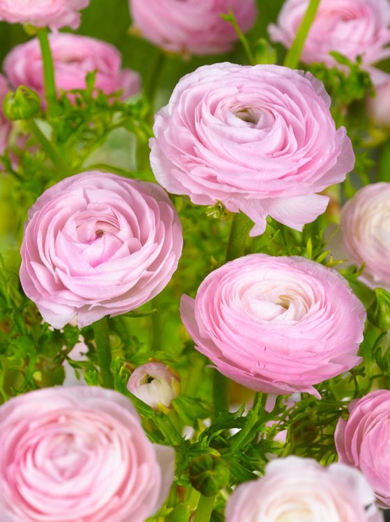 Ranunculus pink tomer for pot