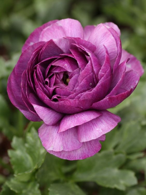 Ranunculus violet