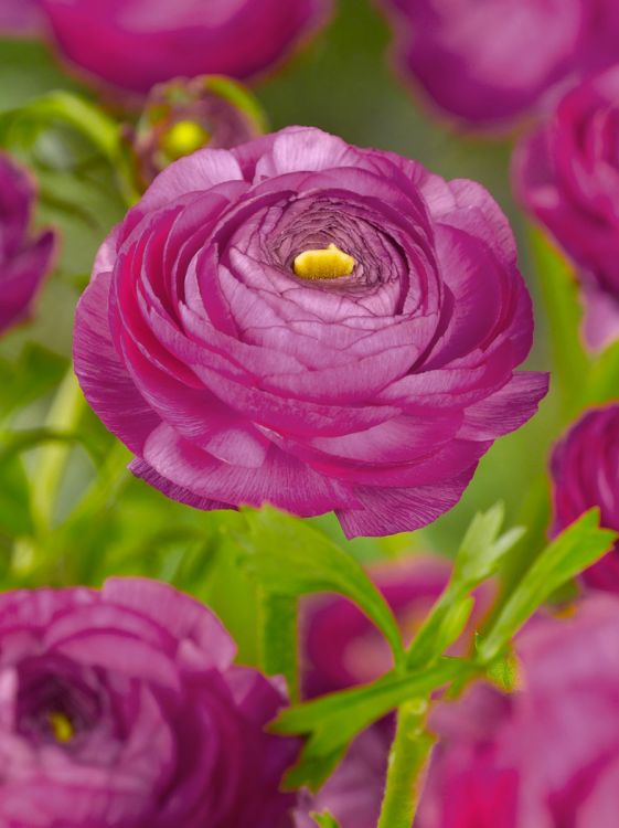 Ranunculus purple