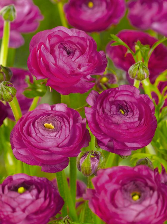 Ranunculus paars