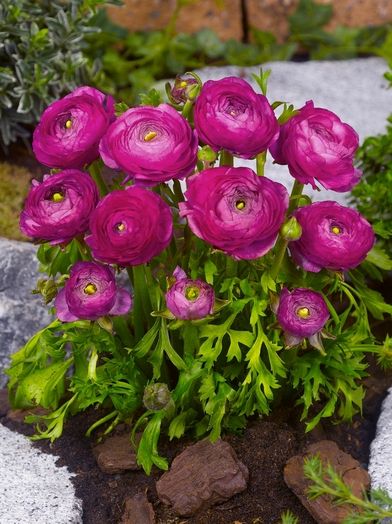 Ranunculus violet