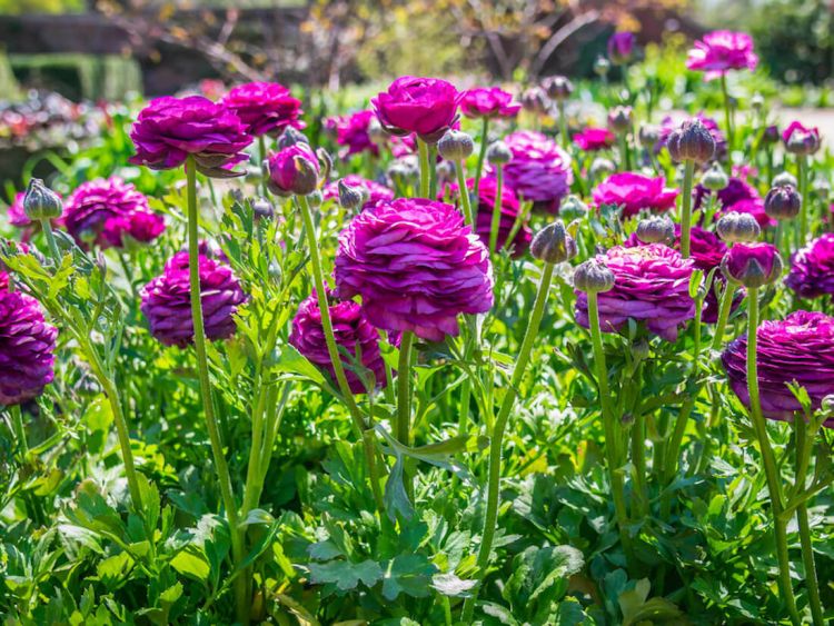 Ranunculus violet