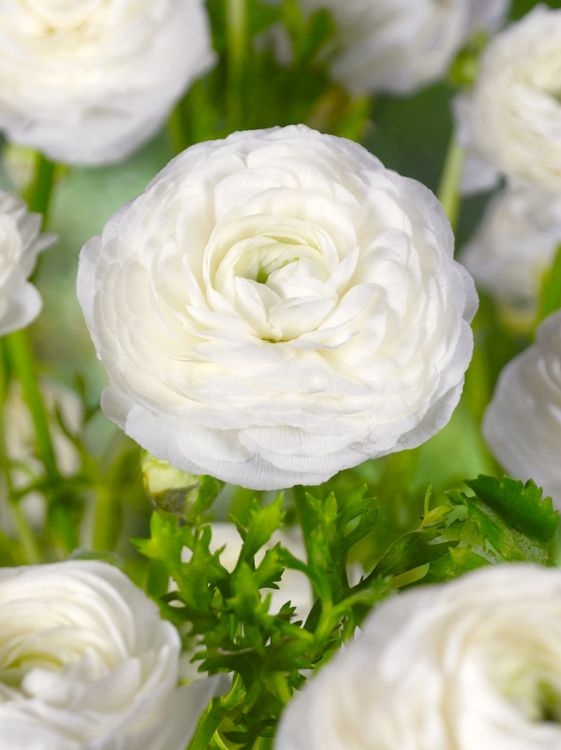 Ranunculus white