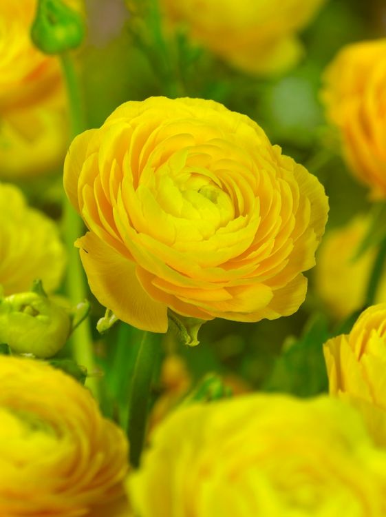 Ranunculus jaune